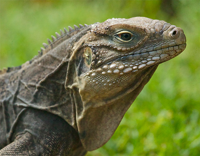 15-Iguana-Cayo-Ensenachos-Cuba