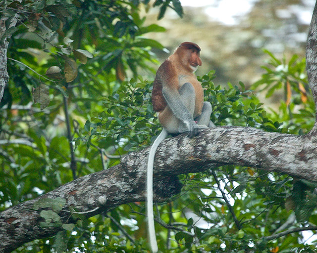 19-Proboscis-monkey-male