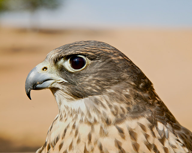 23-Peregrine-Falcon-United-Arab-Emirates