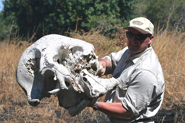 29-Elephant-skull-Zambia