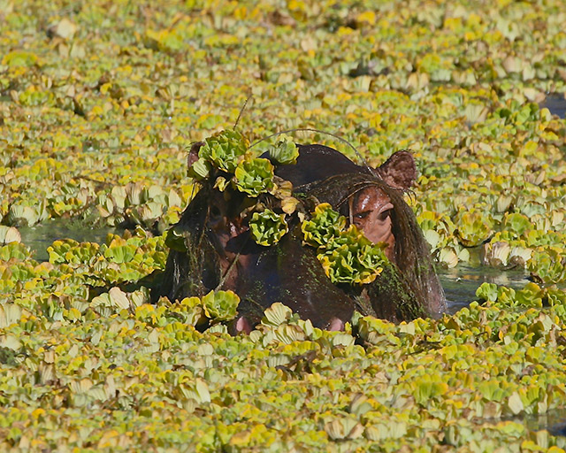 31-Hippopotamus-Zambia