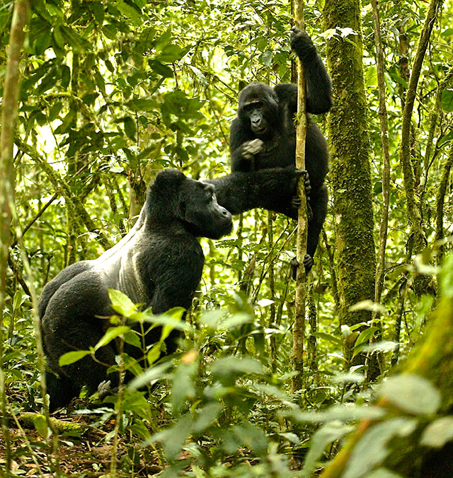 33-Silver-Back-Gorilla-Uganda
