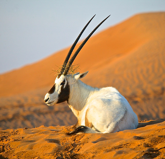 35-Arabian-Oryx-United-Arab-Emirates
