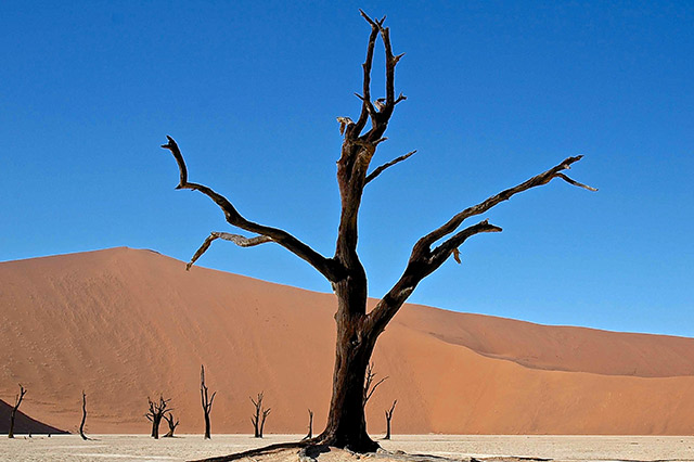 37-Dead-tree-Namibia