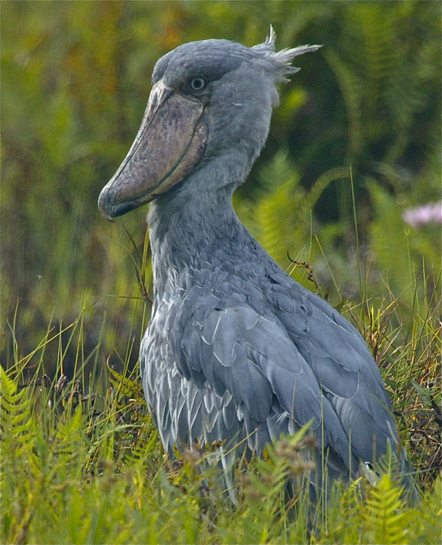 38-Shoebill-Stork-uganda