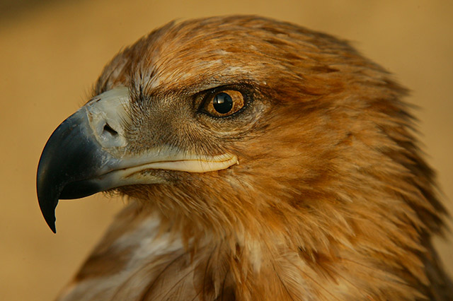 40-Black-chested-snake-eagle