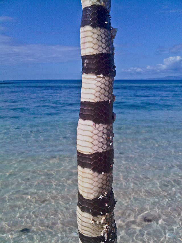 44-Sea-Snake-Fiji