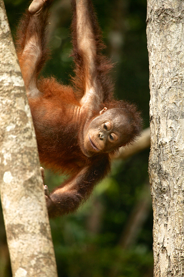 47-Baby-Orangutan-Malaysia