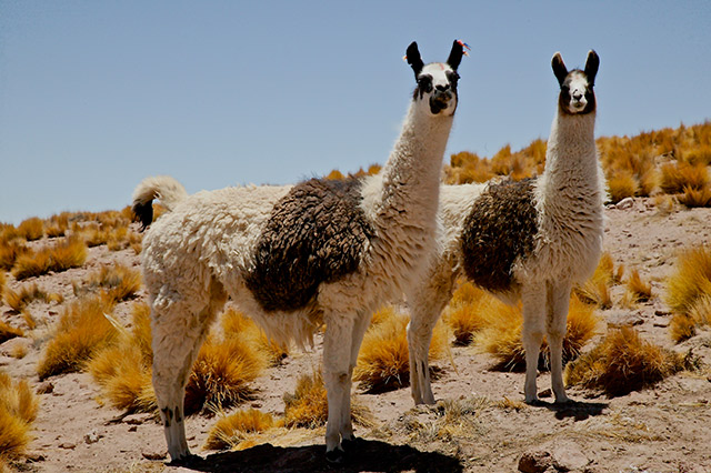 50-Lama-Atacama-Desert-Chile