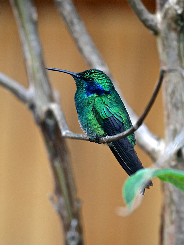 54-Green-Violet-Ear-Hummingbird-Costa-Rica