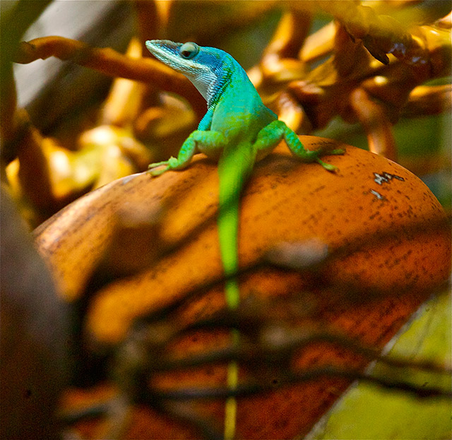 56-Lizard-Cayo-Ensenachos-Cuba