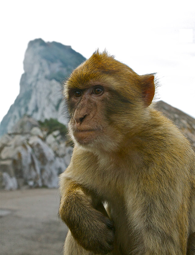 64-Barbary-Macaque-Gibraltar