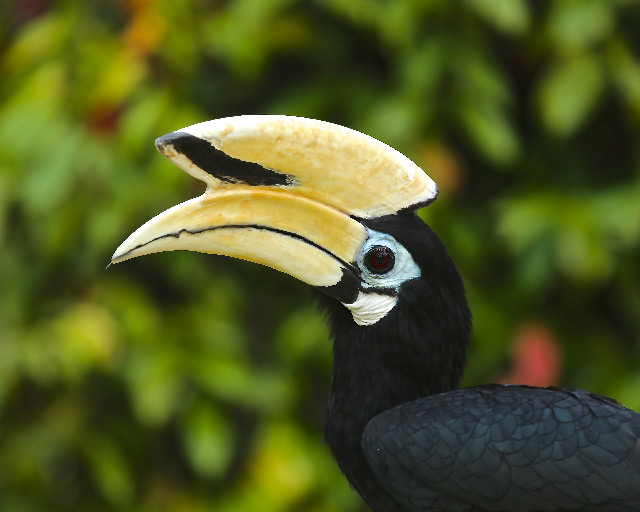 65-Male-Oriental-Pied-Hornbill-Malaysia