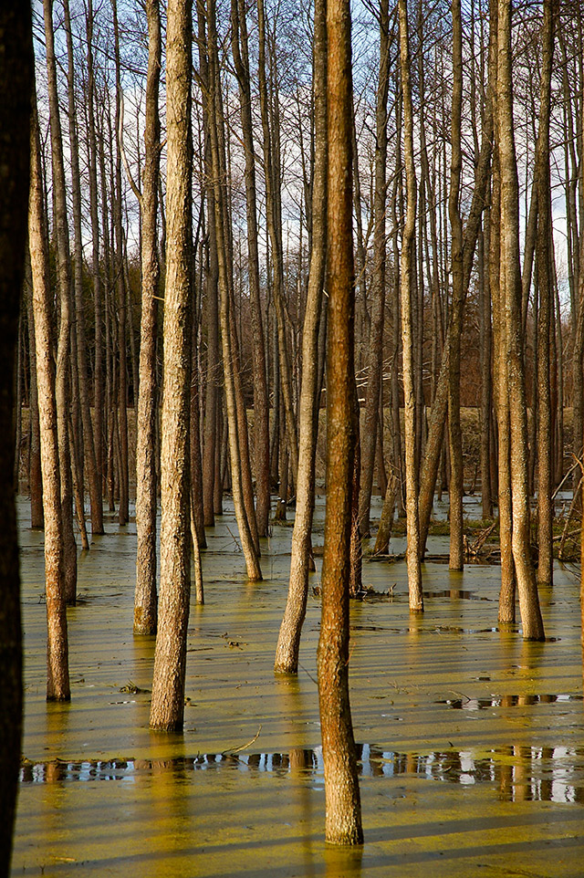 8-swamp-Masuria-Poland